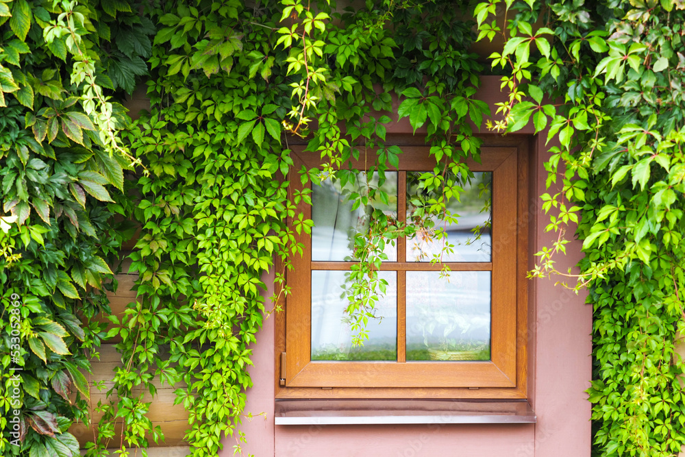 Window in the green creepers. Old wooden building facade with window overgrown with vine Window in the green creepers. Old wooden building facade with window overgrown with vine