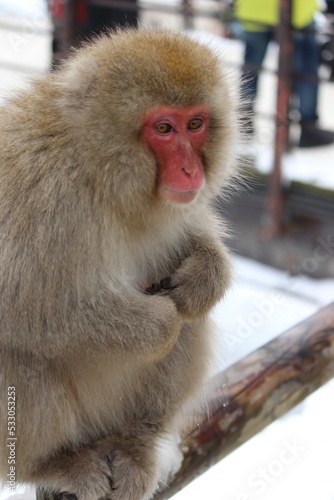 Jigokudani Monkey Park, Nagano, Japan 2014 © Lisa