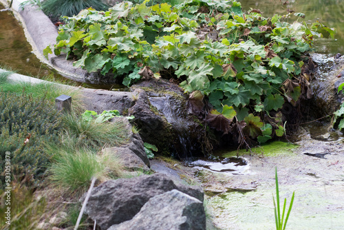 Artificially created stream in the botanical garden for plant nutrition