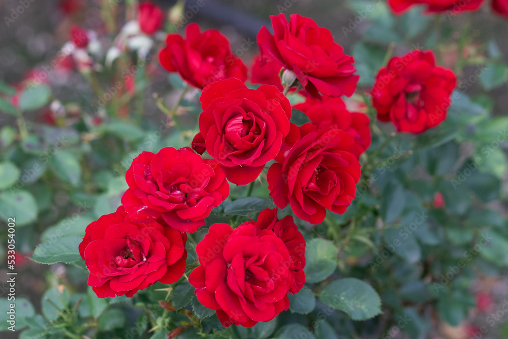 Obraz premium Beautiful rose flower 