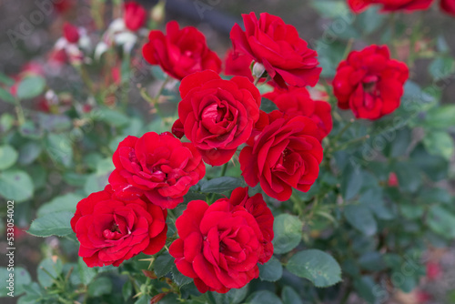 Beautiful rose flower "rosa grand palace" close-up