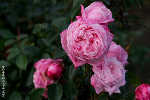 Beautiful rose flower  rosa octavia hill  close-up