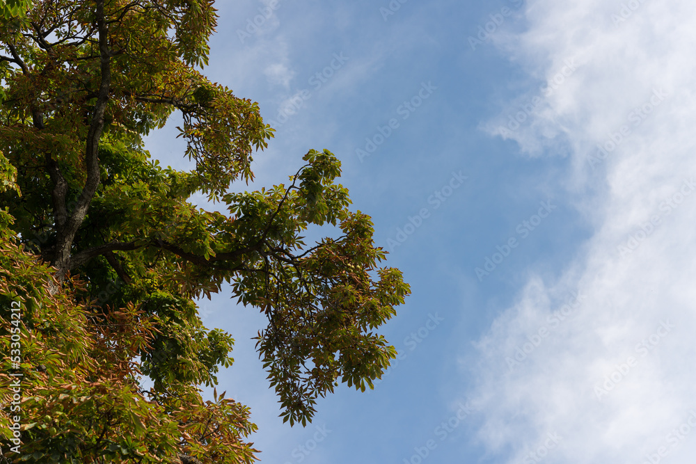 tree, blue sky, and clouds tree, blue sky, and clouds