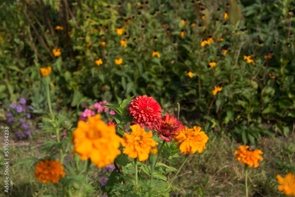 zinnia and marigolds with rudbeckia flowers in a victorian garden