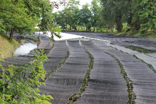 Wasabi fields in Azumino, Japan