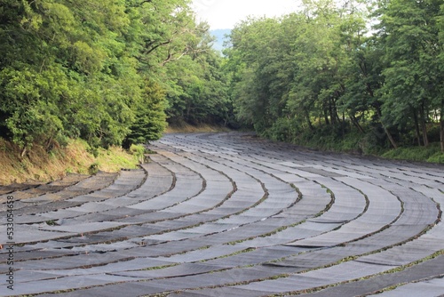 Wasabi fields in Azumino, Japan
