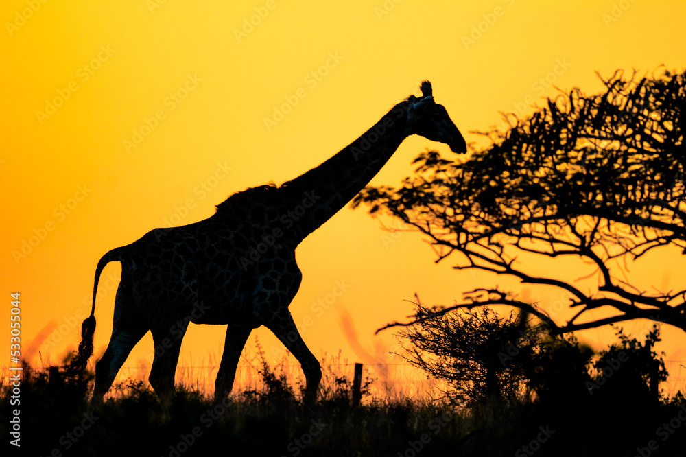 giraffe silhouette at sun rise