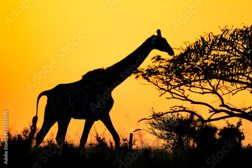 giraffe at sunset