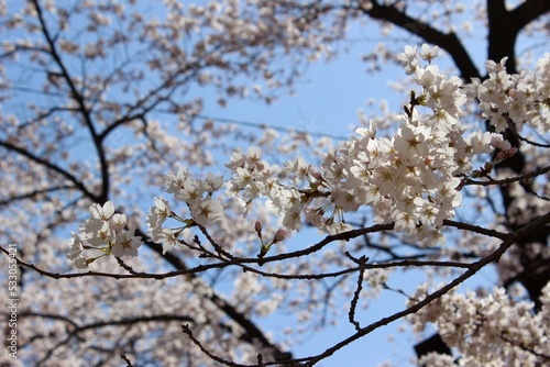Pink sakura in spring, Ina City, Nagano