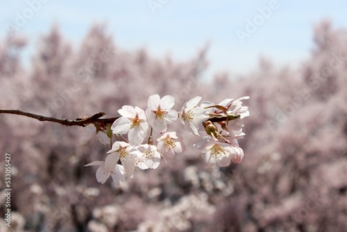 Light pink Sakura branch macro