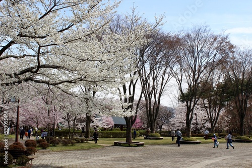 Pink sakura in spring, Ina City, Nagano