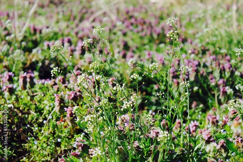 Soba flowers