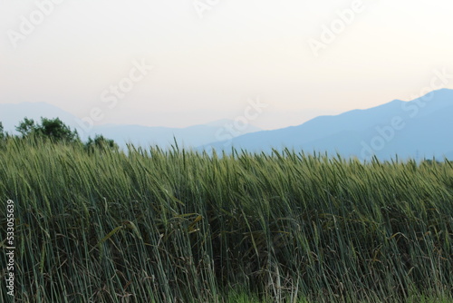Fields and mountains in spring