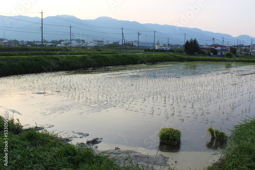 Japanese rice fields in spring