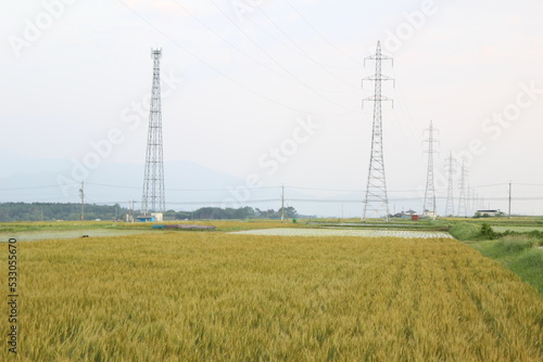 Browning rice field in fall