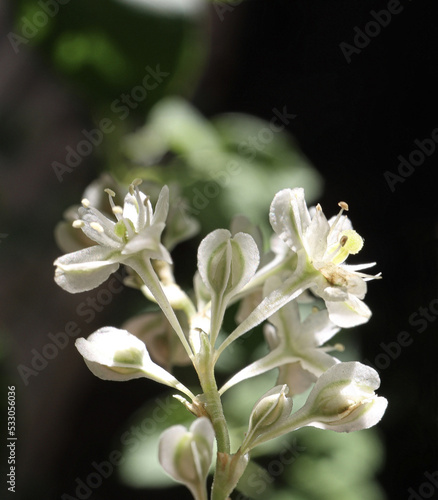 Bukhara Fleeceflower photo