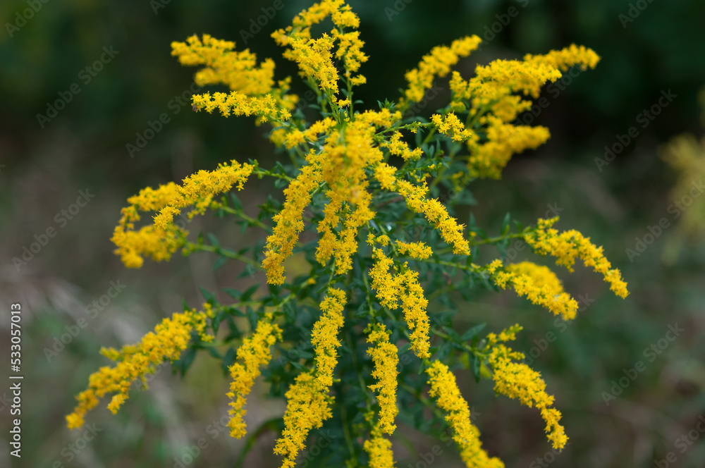 Fototapeta premium isolated goldenrod wildflowers in the park