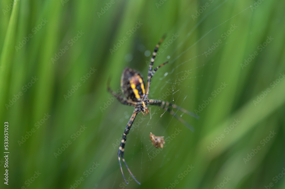 spider on a web (possibly Argiope aurantia, the yellow garden spider) spider on a web (possibly Argiope aurantia, the yellow garden spider)