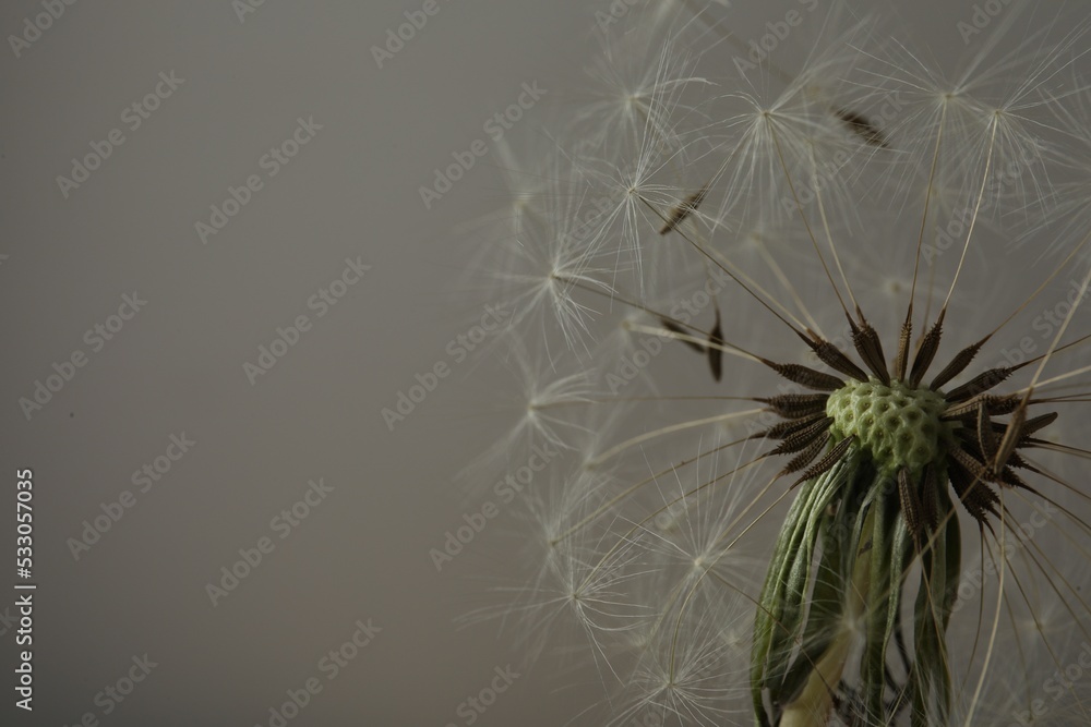 Beautiful dandelion flower on grey background, closeup. Space for text