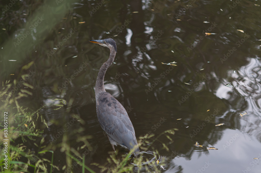 Naklejka premium great blue heron (Ardea herodias) in a murky pond