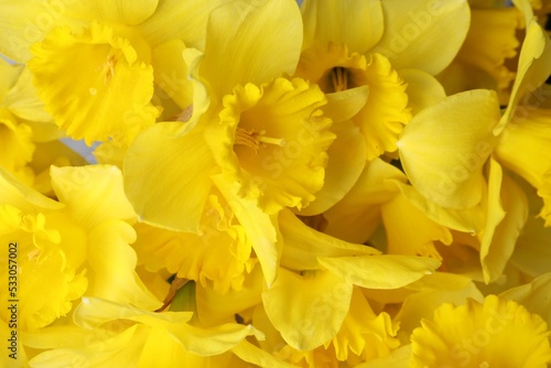 Beautiful daffodils as background  closeup. Fresh spring flowers