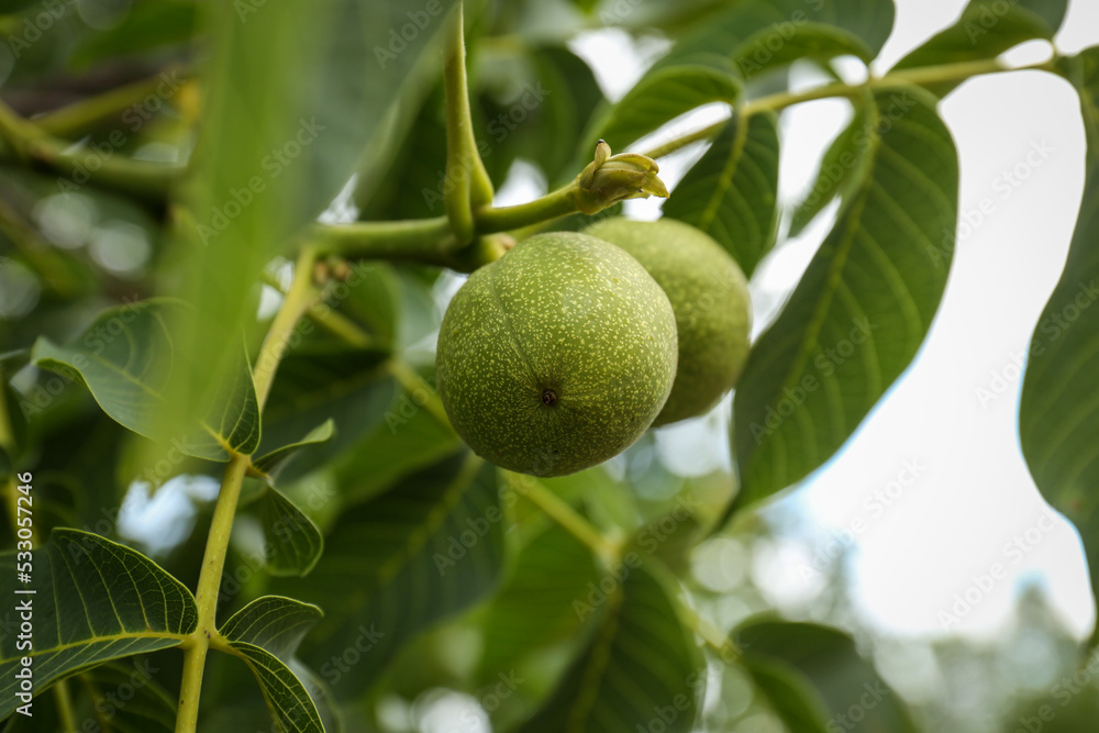 Green unripe walnuts on tree branch outdoors, closeup Green unripe walnuts on tree branch outdoors, closeup