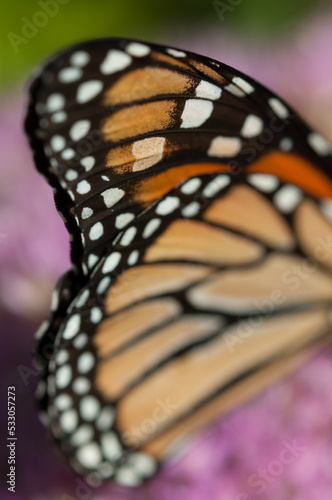 abstract background with Danaus plexippus wings