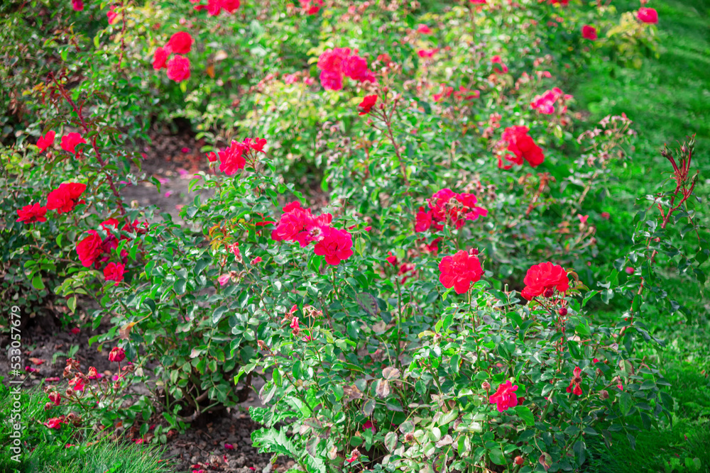 Ornamental garden with roses . Red flowers in city park