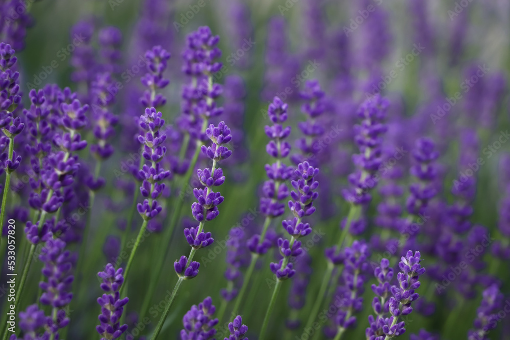 Beautiful blooming lavender plants in field, closeup Beautiful blooming lavender plants in field, closeup