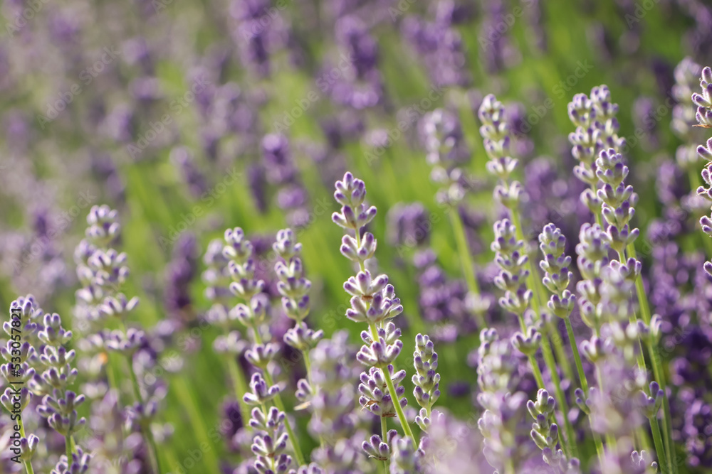 Obraz premium Beautiful blooming lavender plants in field on sunny day, closeup