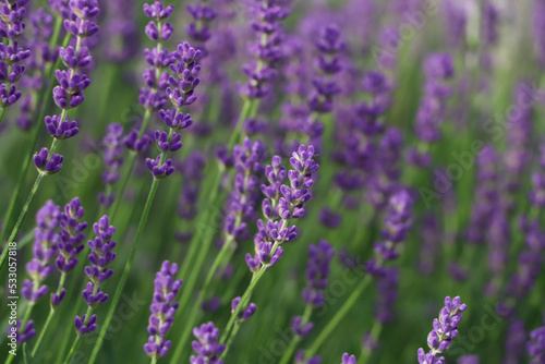 Beautiful blooming lavender plants in field, closeup © New Africa