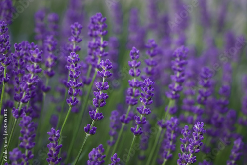 Fototapeta Naklejka Na Ścianę i Meble -  Beautiful blooming lavender plants in field, closeup