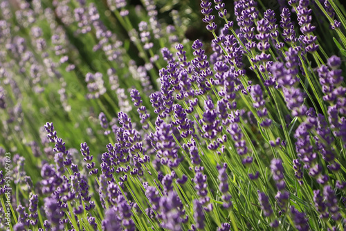 Beautiful blooming lavender plants in field on sunny day  closeup