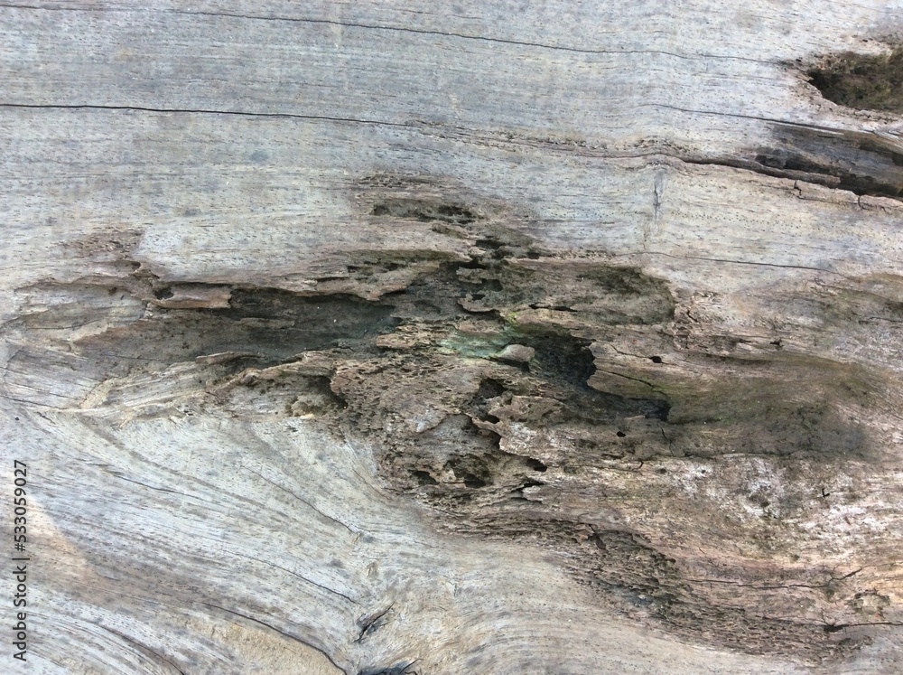 Old Wood texture,Bark texture for the background or text. Old Wood texture,Bark texture for the background or text.
