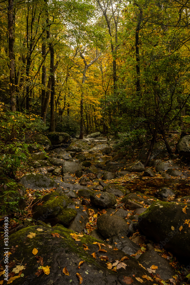 Rocky Creek Bed Coverd In Leaves In Fall