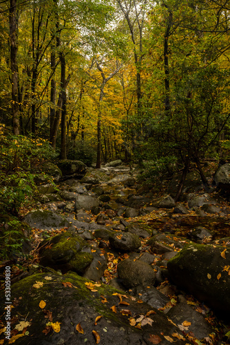 Fototapeta Naklejka Na Ścianę i Meble -  Rocky Creek Bed Coverd In Leaves In Fall