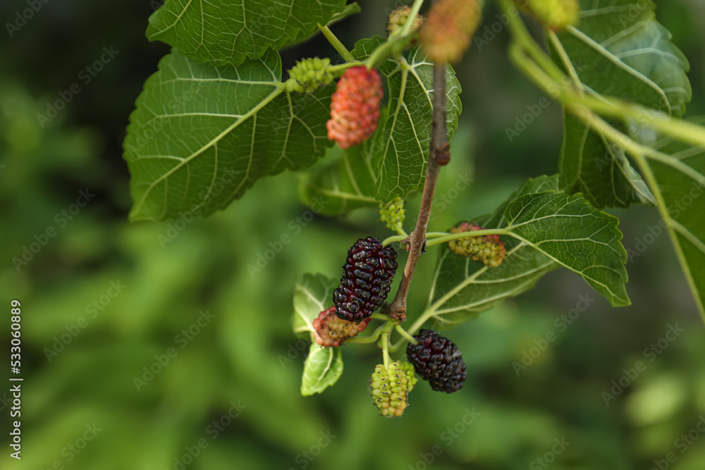 Branch with ripe and unripe mulberries in garden, closeup Branch with ripe and unripe mulberries in garden, closeup
