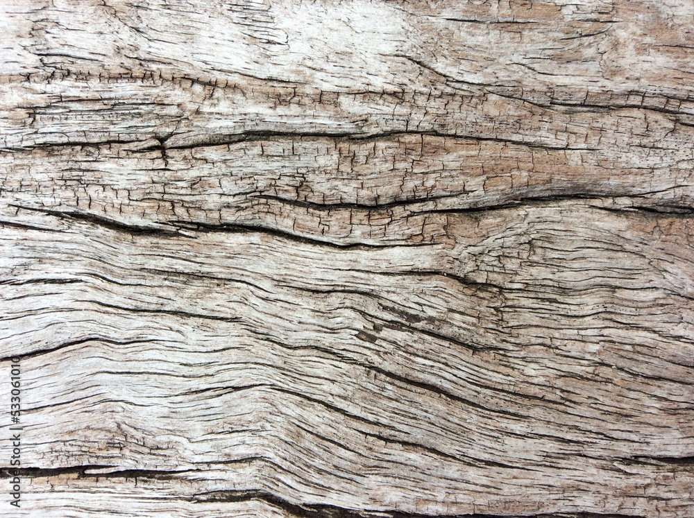 Old Wood texture,Bark texture for the background or text. Old Wood texture,Bark texture for the background or text.