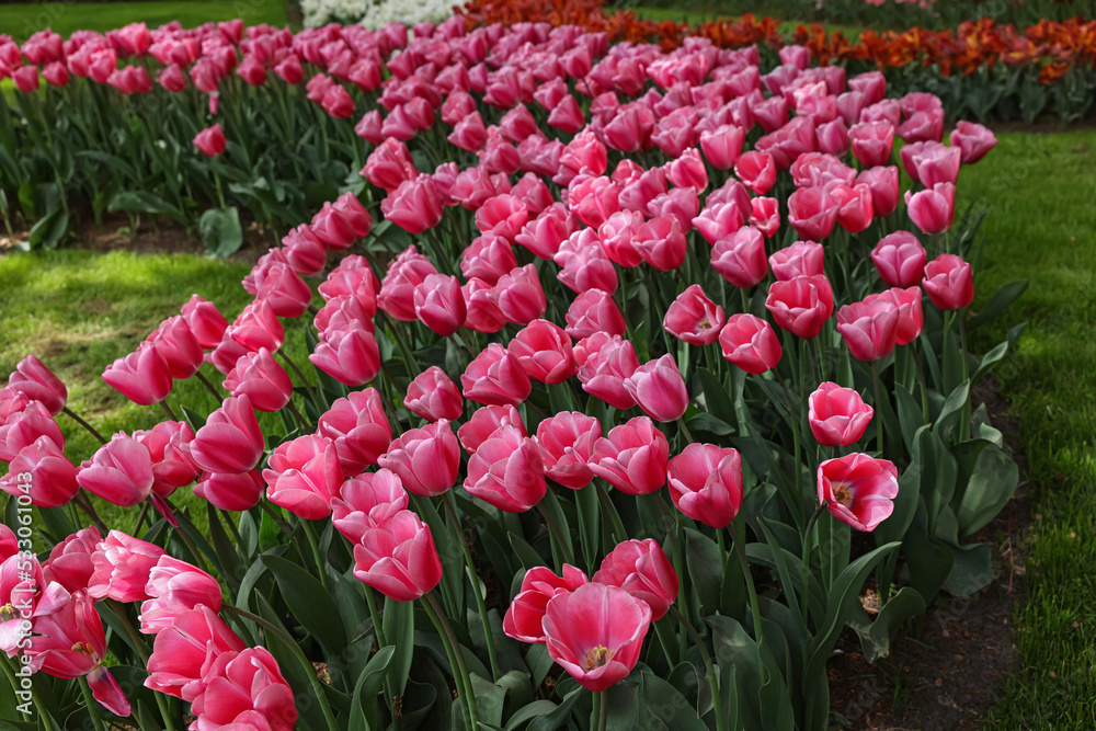 Many beautiful tulip flowers in park. Spring season Many beautiful tulip flowers in park. Spring season