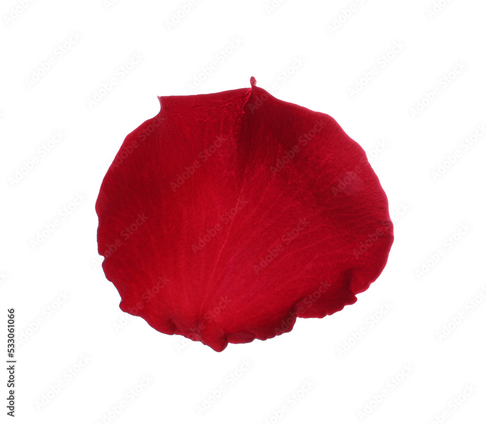 Red rose flower petal on white background