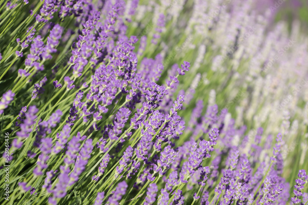 Beautiful blooming lavender plants in field on sunny day, closeup