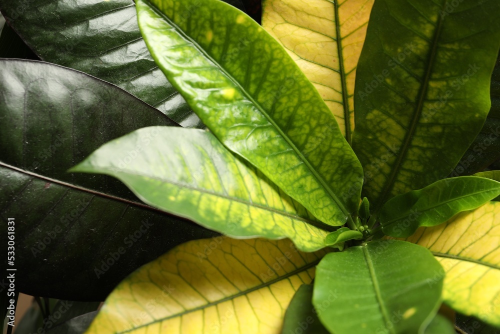 Codiaeum with lush leaves, closeup. Tropical plant Stock Photo | Adobe ...