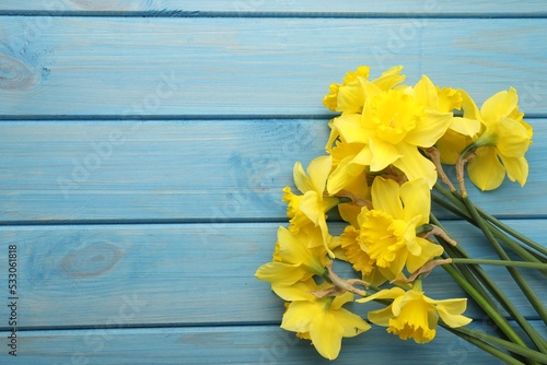 Beautiful daffodils on blue wooden table, top view. Space for text