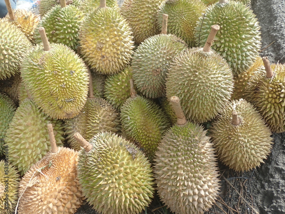 a pile of ripe durians, just picked from the tree. Genus Durio it is native from Indonesia, smells good and tastes good and sweet. a pile of ripe durians, just picked from the tree. Genus Durio it is native from Indonesia, smells good and tastes good and sweet.