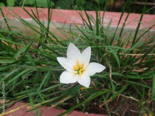 White rain lilies (Zephyranthes) in bloom in the garden. Zephyranthes common names fairy lily, rainflower, zephyr lily, magic lily and Atamasco lily is the Amaryllis family.
