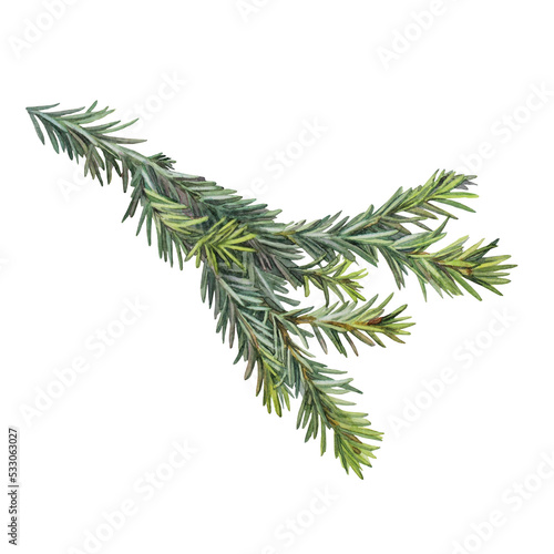 Watercolor green christmas tree branch isolated on white background. Forest object for sticker or card. Realistic hand-drawn creative clipart for new year celebration invite or wrapping wallpaper