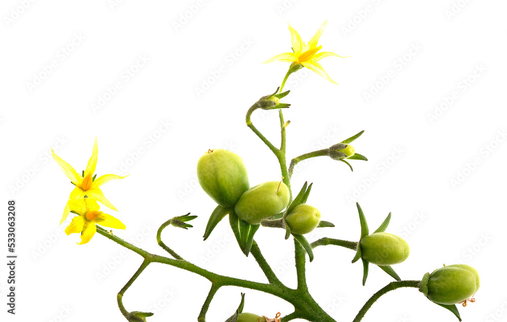 Fototapeta premium Cherry Tomatoes and Flowers on Stem