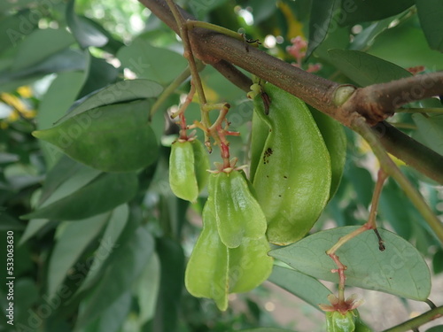 Young green star fruit along with its flowers on tree