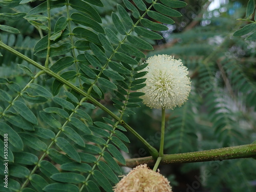Leucaena leucocephala (Lamtoro - Indonesia) or jumbay, white leadtree, river tamarind, ipil-ipil,tan tan, white popinac flower