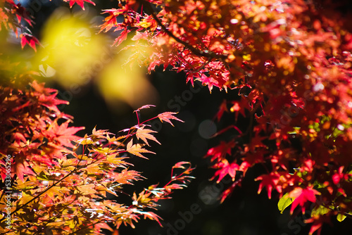 紅葉の葉をクローズアップ 